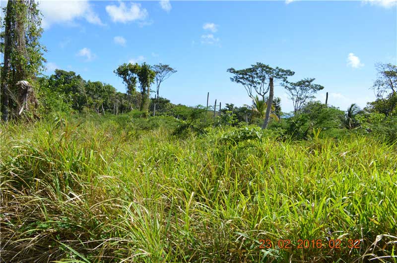 尼维斯岛可买卖土地 300英亩